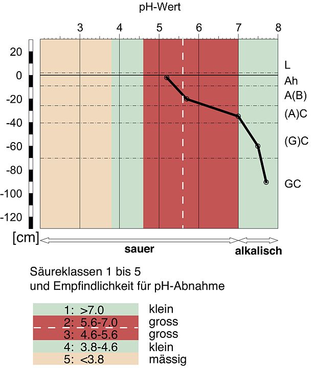 Schema: pH-Verlauf (pH CaCl2) im Bodenprofil.
